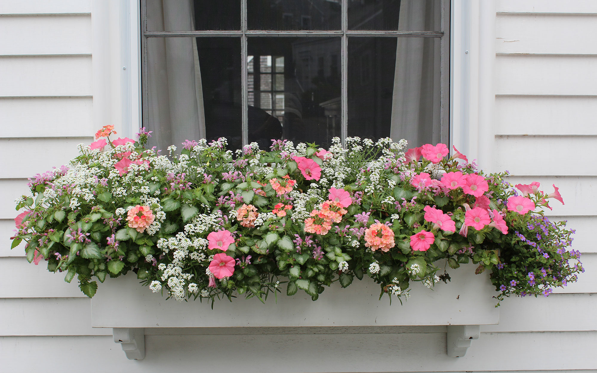 Nantucket Flower Containers and Window Boxes by Atlantic Lanscaping