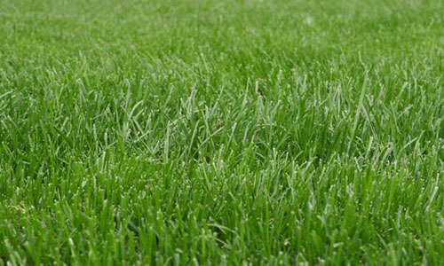 nantucket organic lawn care